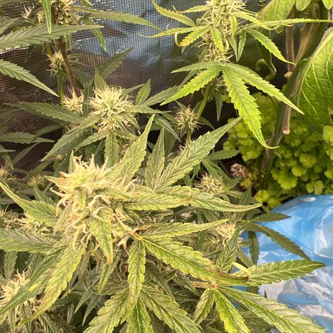 Green Gelato Automatic growlog photo: Trouble 