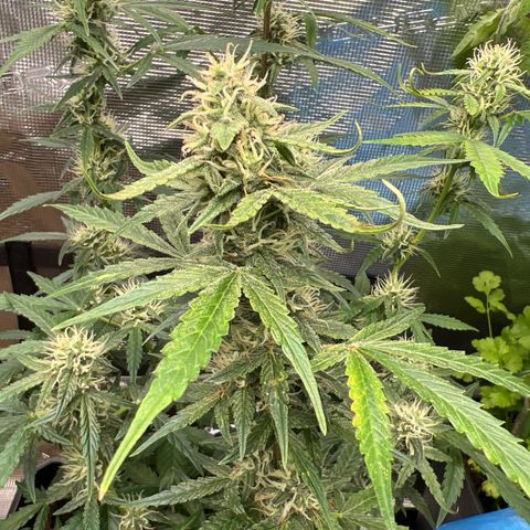 Green Gelato Automatic growlog photo: Trouble 