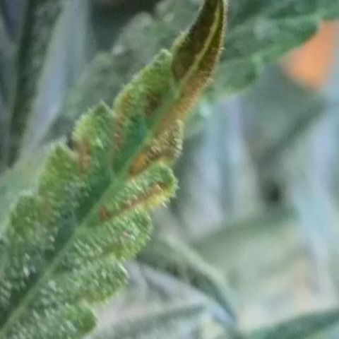 Green Gelato Automatic growlog timeline photo