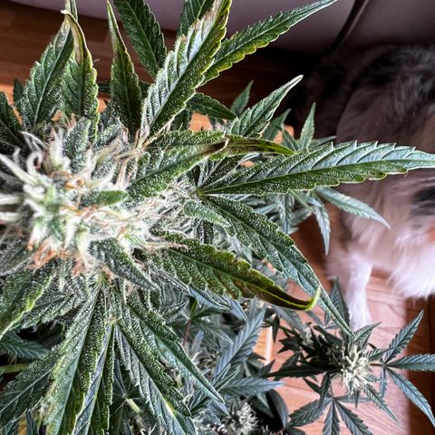 Green Gelato Automatic growlog timeline photo