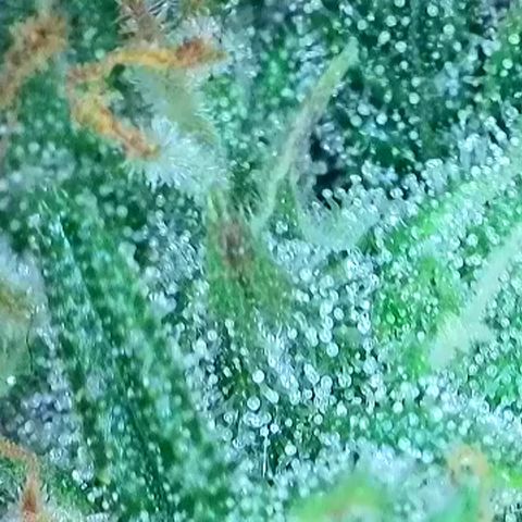 Green Gelato Automatic growlog timeline photo