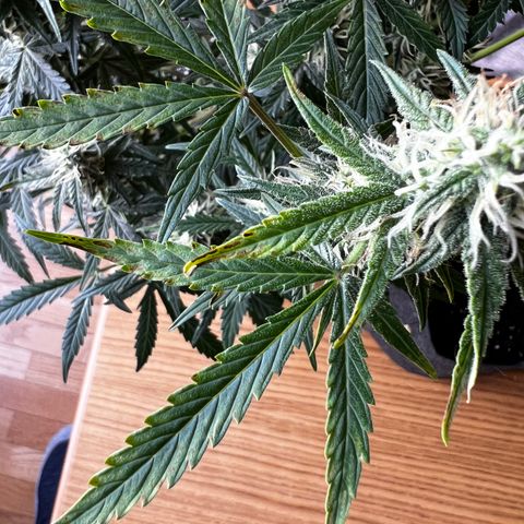Green Gelato Automatic growlog timeline photo