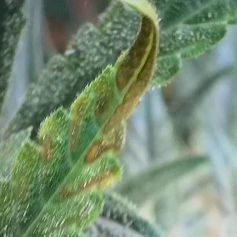 Green Gelato Automatic growlog timeline photo