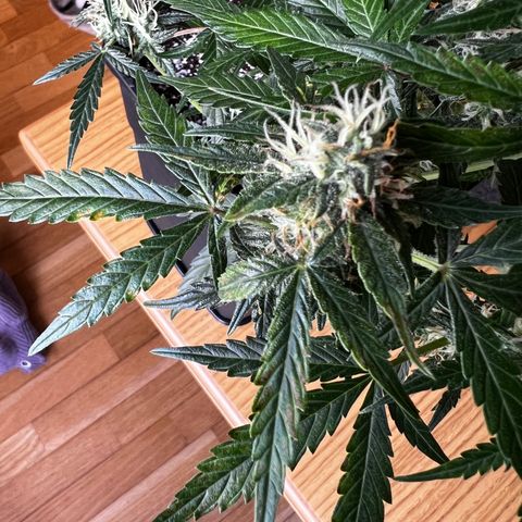 Green Gelato Automatic growlog timeline photo