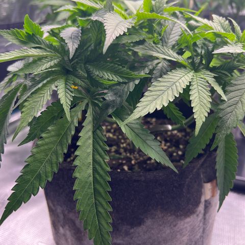 Special Kush 1 growlog timeline photo