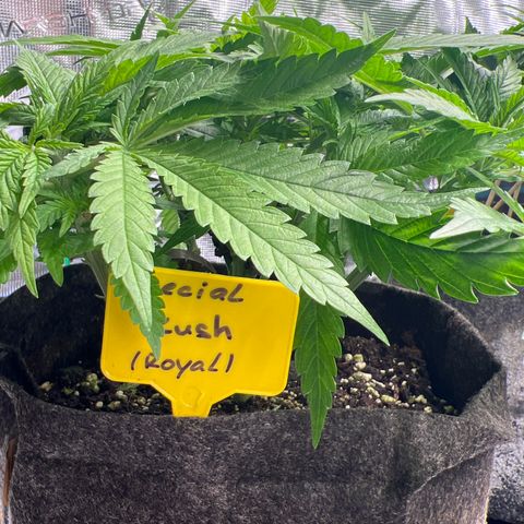 Special Kush 1 growlog timeline photo