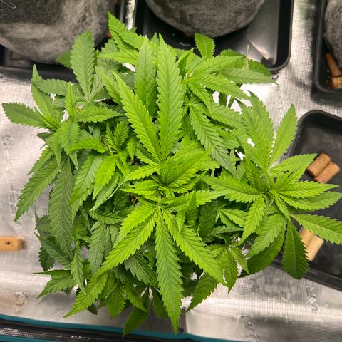 Special Kush 1 growlog timeline photo