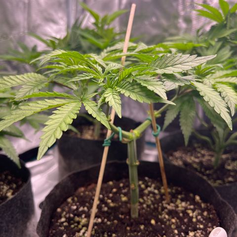 Amnesia Bilbo growlog timeline photo