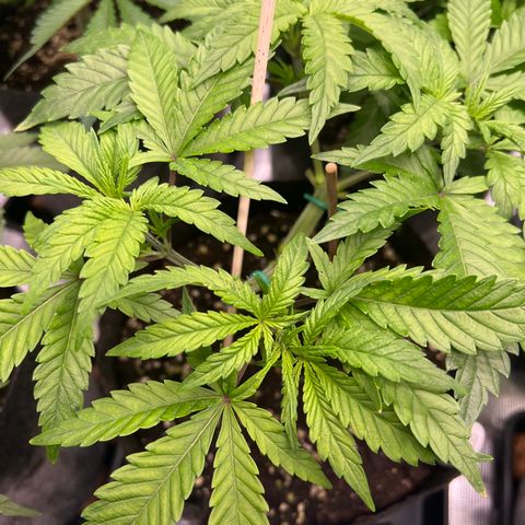 Amnesia Bilbo growlog timeline photo