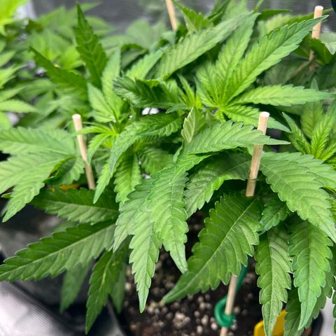 Northern Light X  growlog timeline photo