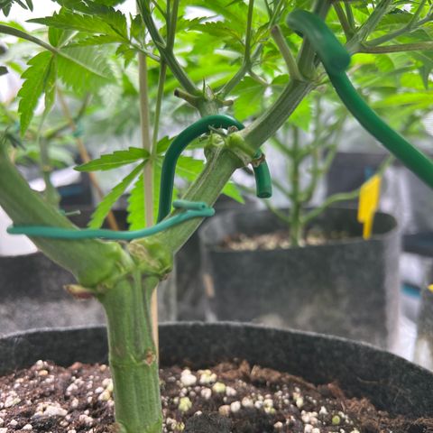 Northern Light X  growlog timeline photo