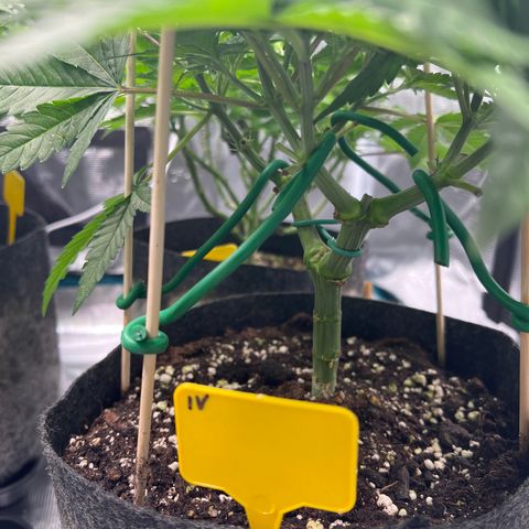 Northern Light X  growlog timeline photo