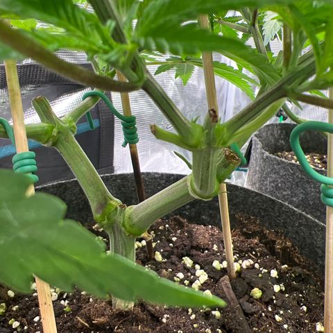 Northern Light X  growlog timeline photo