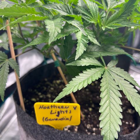 Northern Light X  growlog timeline photo