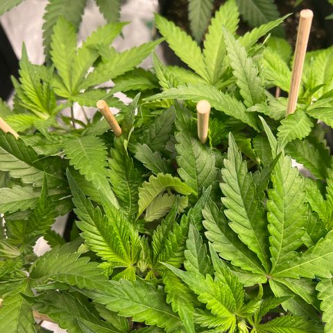 Northern Light X  growlog timeline photo