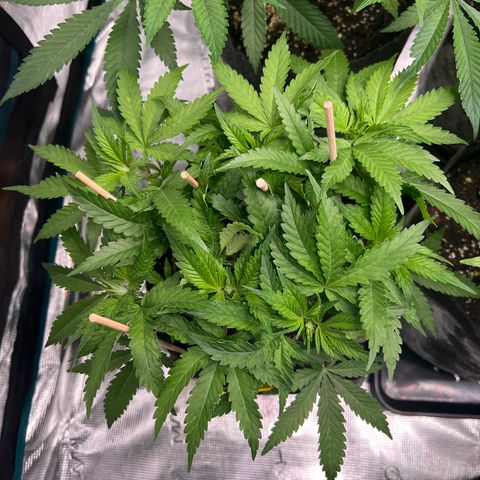 Northern Light X  growlog timeline photo