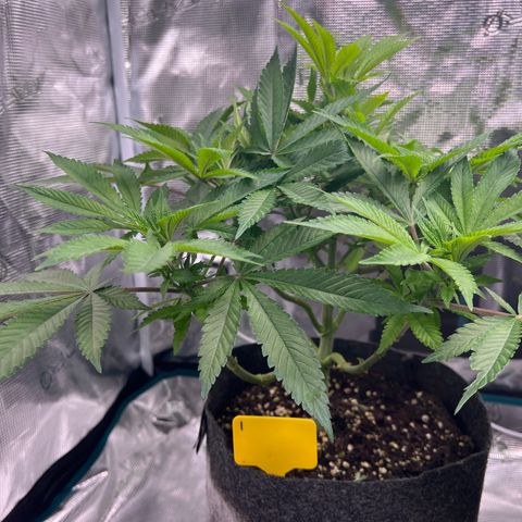 Northern Light X  growlog timeline photo