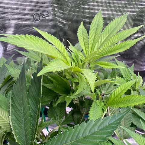 Northern Light X  growlog timeline photo
