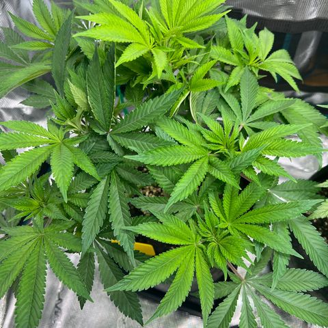 Northern Light X  growlog timeline photo
