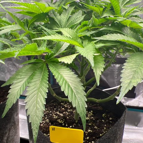 Northern Light X  growlog timeline photo