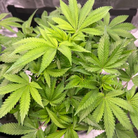 Northern Light X  growlog timeline photo