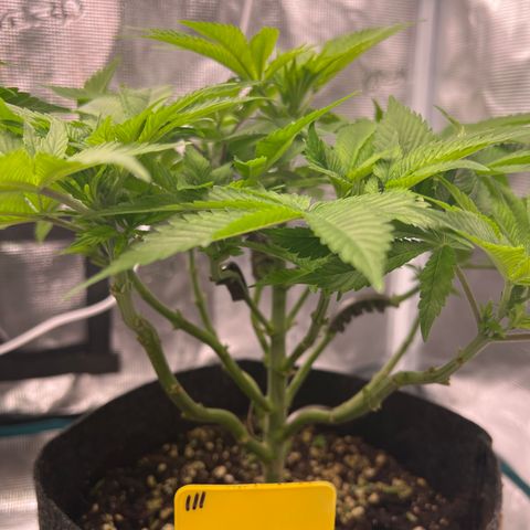 Northern Light X  growlog timeline photo