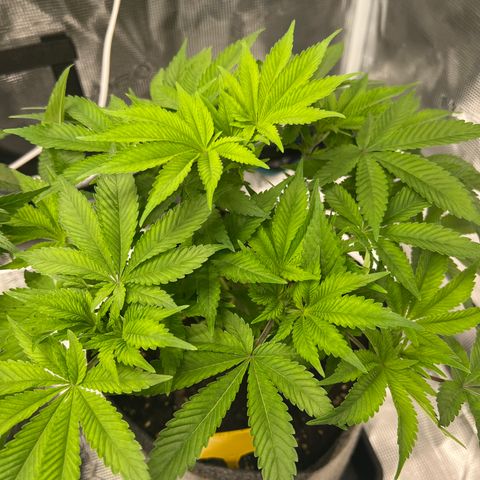 Northern Light X  growlog timeline photo
