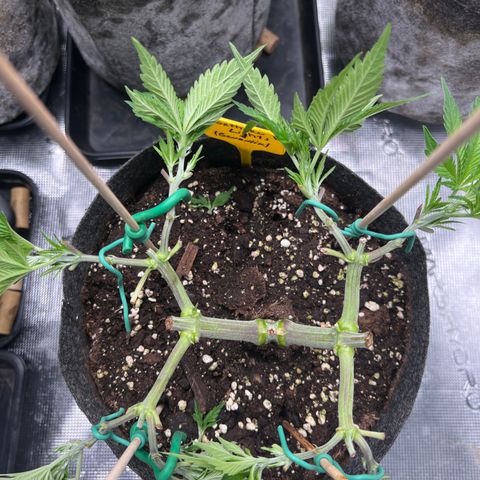 Northern Light X  growlog timeline photo