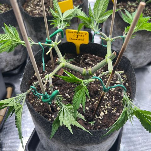 Northern Light X  growlog timeline photo