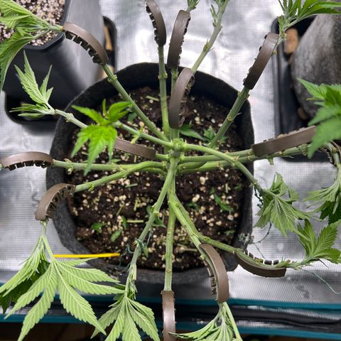 Northern Light X  growlog timeline photo