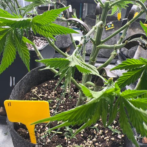 Northern Light X  growlog timeline photo