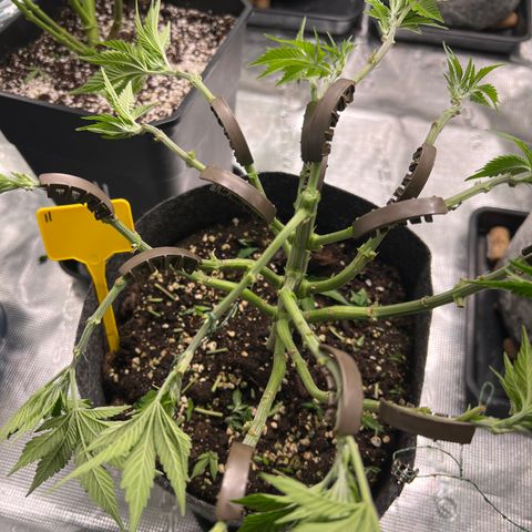 Northern Light X  growlog timeline photo