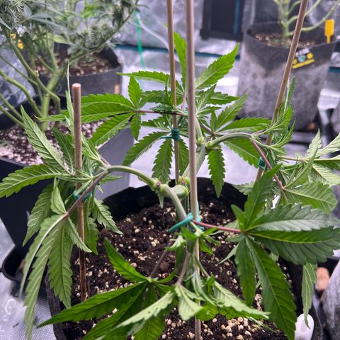 Amnesia Bilbo growlog timeline photo