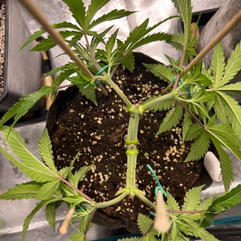 Amnesia Bilbo growlog timeline photo