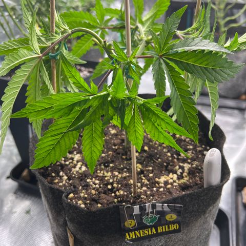 Amnesia Bilbo growlog timeline photo