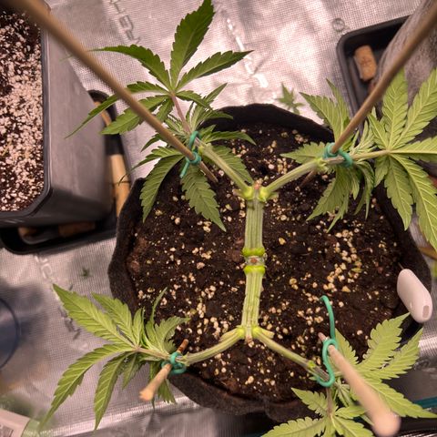 Amnesia Bilbo growlog timeline photo