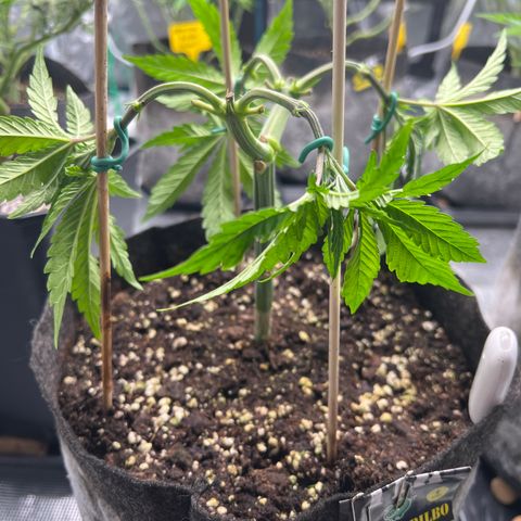 Amnesia Bilbo growlog timeline photo