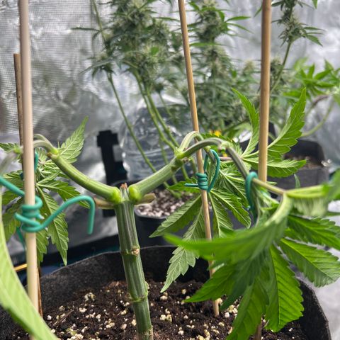 Amnesia Bilbo growlog timeline photo