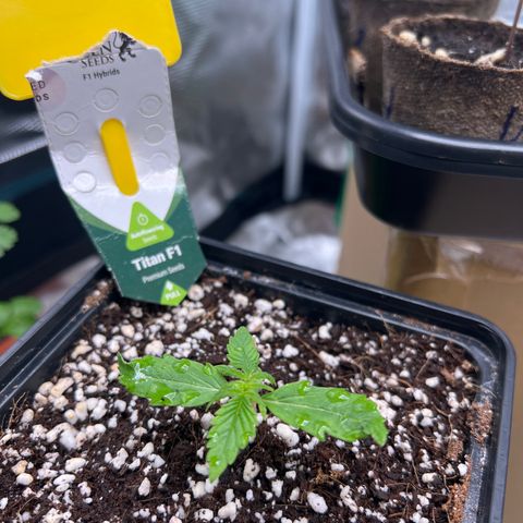 Titan F1 growlog timeline photo
