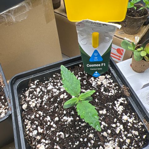 Roayal Queen Seeds  Cosmos F1 growlog timeline photo
