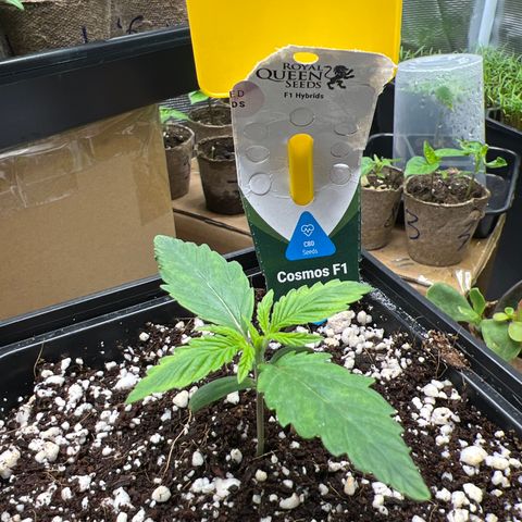 Roayal Queen Seeds  Cosmos F1 growlog timeline photo
