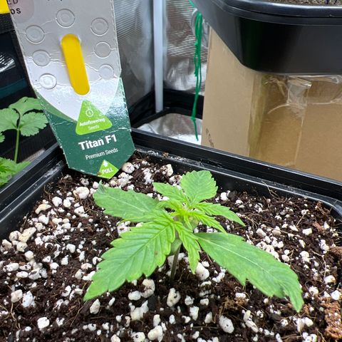 Titan F1 growlog timeline photo