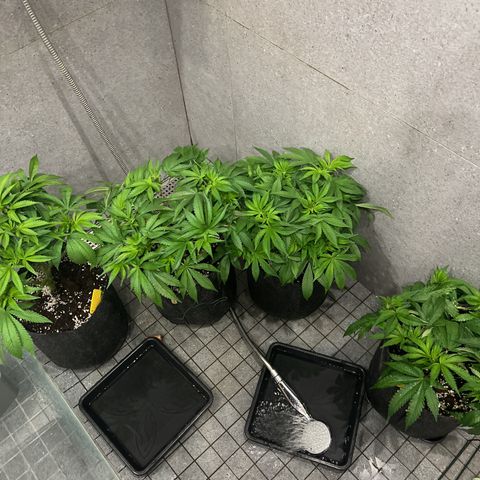 Northern Light X  growlog timeline photo
