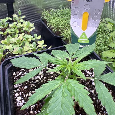 Titan F1 growlog timeline photo