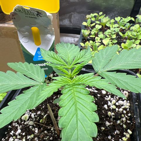 Roayal Queen Seeds  Cosmos F1 growlog timeline photo