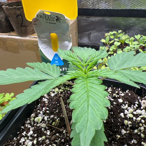 Roayal Queen Seeds  Cosmos F1 growlog timeline photo