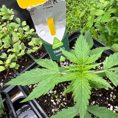 Titan F1 growlog timeline photo