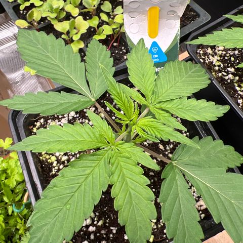 Roayal Queen Seeds  Cosmos F1 growlog timeline photo