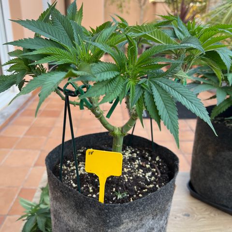 Northern Light X  growlog timeline photo