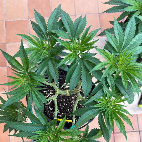 Northern Light X  growlog timeline photo
